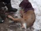 Стало известно о судьбе косули, замеченной на улицах в Самаре