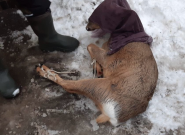 Стало известно о судьбе косули, замеченной на улицах в Самаре