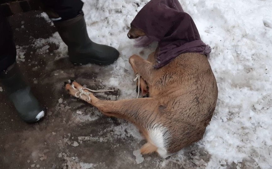 Стало известно о судьбе косули, замеченной на улицах в Самаре